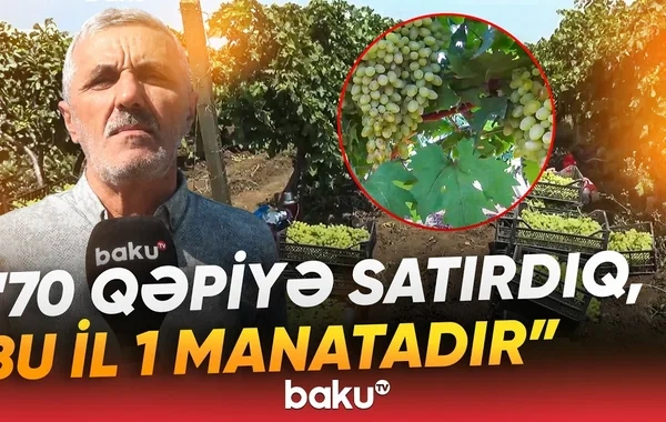 "7-8 dəfə dərman vurduq, amma təsiri olmadı" - Fermerləri çarəsiz qoyan problem nədir? - VİDEO