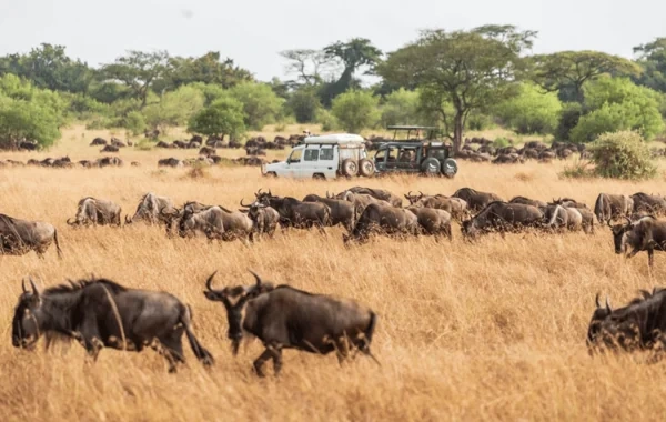 Bələdçinin hekayəsi faciə ilə bitdi: Kanada vətəndaşı safaridə həlak oldu