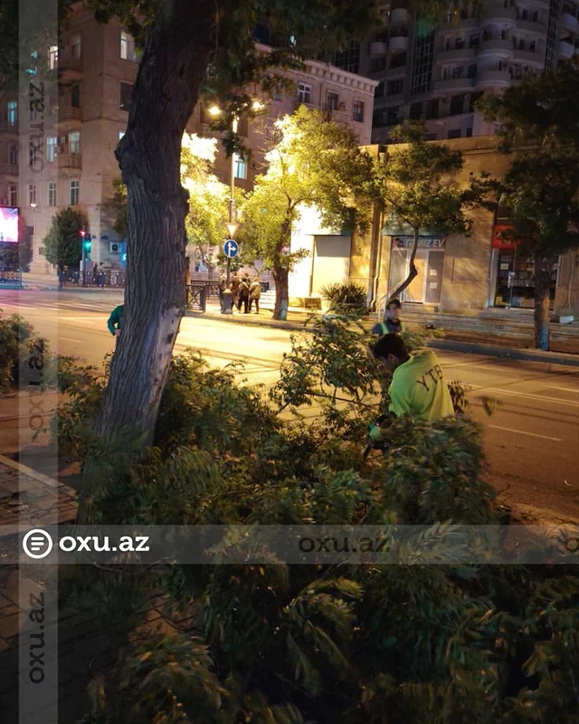 Bakıda güclü külək onlarla ağacı aşırıb - FOTO/VİDEO