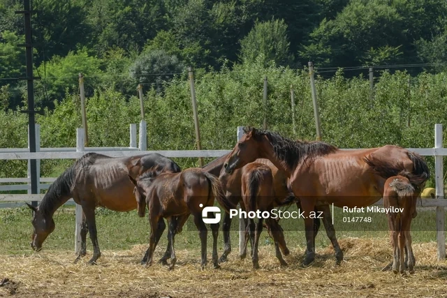 100 hektar yeni bağ, minlərlə ton məhsul: Şimal regionun aqrar potensialı artır - FOTO - VİDEO
