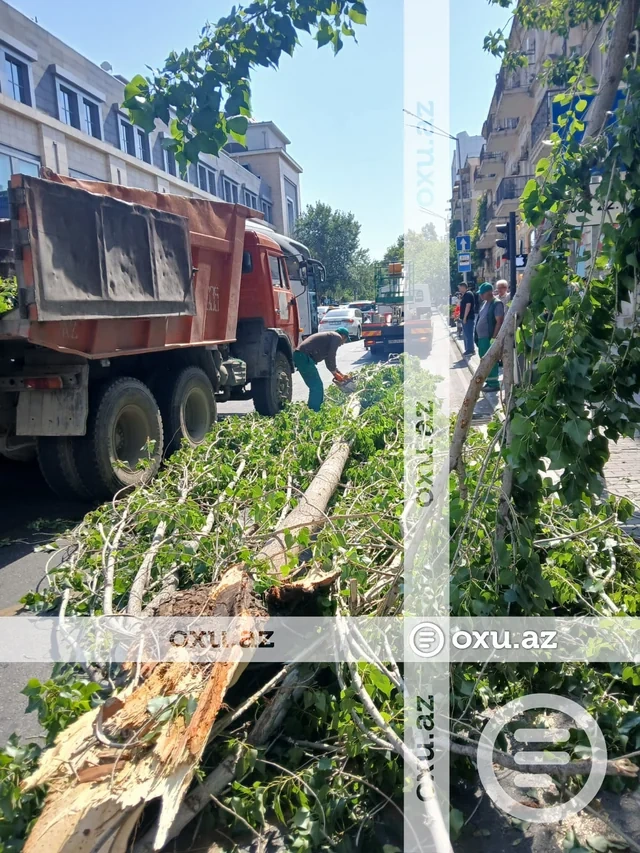 Bakıda güclü külək ağacı aşırdı - FOTO