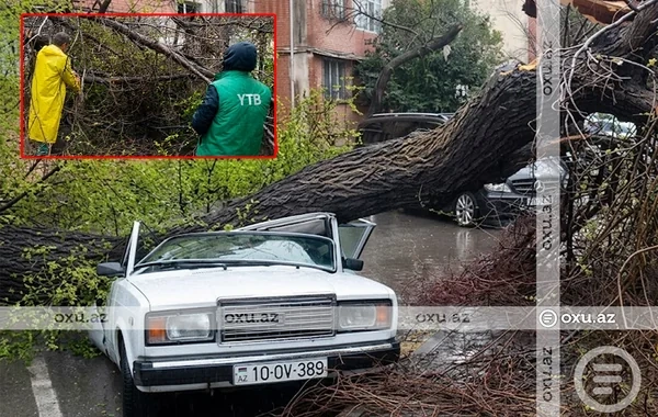Bakıda güclü külək ağacı maşının üzərinə AŞIRDI - FOTO - VİDEO