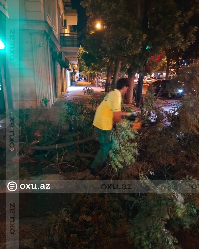 Bakıda güclü külək onlarla ağacı aşırıb - FOTO/VİDEO
