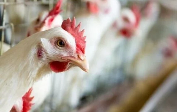 Ev quşları naməlum səbəbdən kütləvi tələf olurlar - Təsərrüfat sahiblərindən ŞİKAYƏT - FOTO