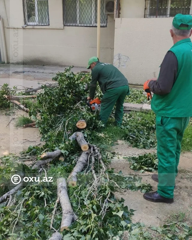 Bakıda güclü külək onlarla ağacı aşırıb - FOTO/VİDEO