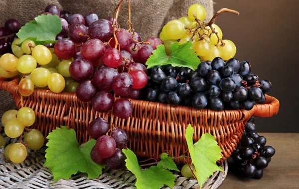 Ən faydalı üzüm növü hansıdır? - Mütəxəssis açıqladı