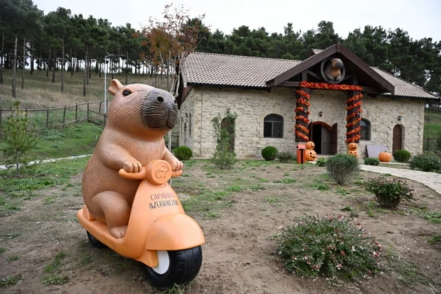 Leyla Əliyeva Şamaxıda "Capybara Azerbaijan" fermasında olub - Foto